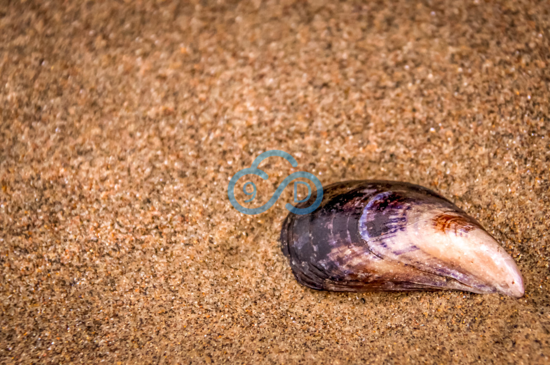 "Seashell on the Beach" stock image