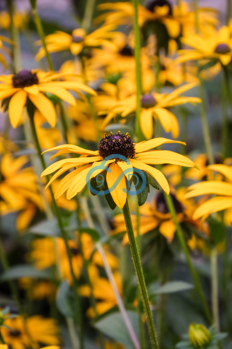 "Rudbeckia Goldsturm" stock image