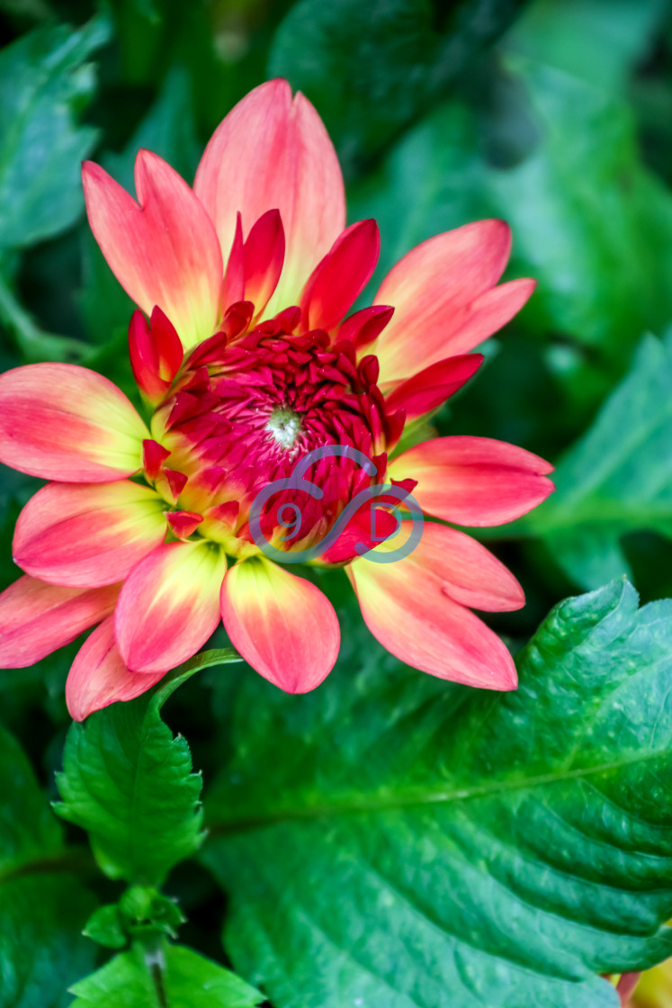 "Dahlia Lake Tahoe" stock image