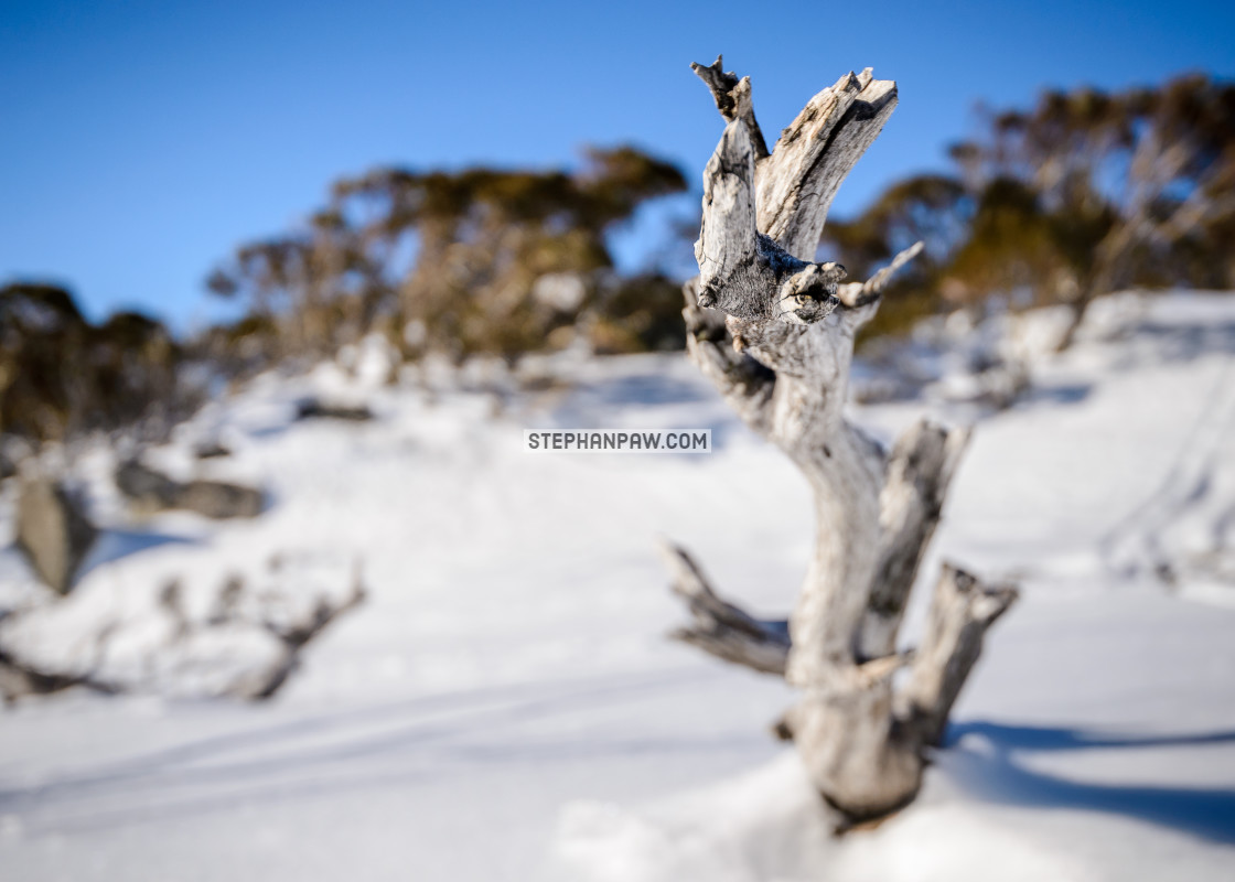 "Blurred snowscape" stock image