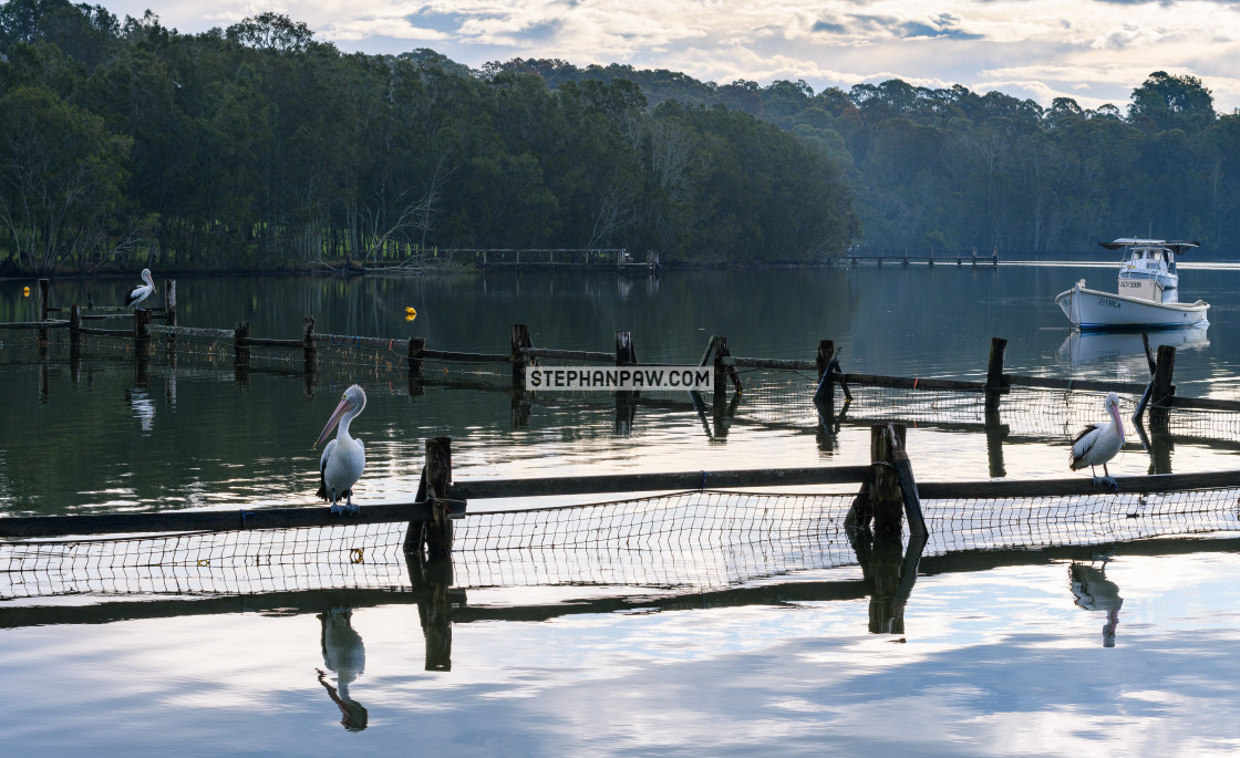 "Pelicans in the mist // Coomba Park, Great Lakes" stock image