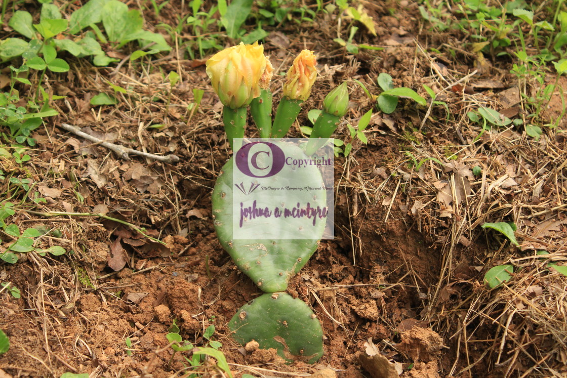 "Flowering Cactus" stock image