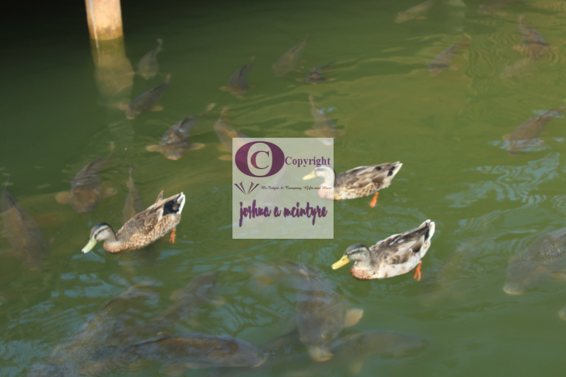 "Ducks and Carpe Swimming" stock image