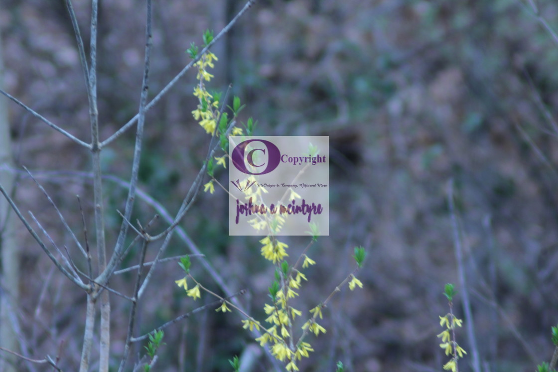 "Blooming For Spring" stock image