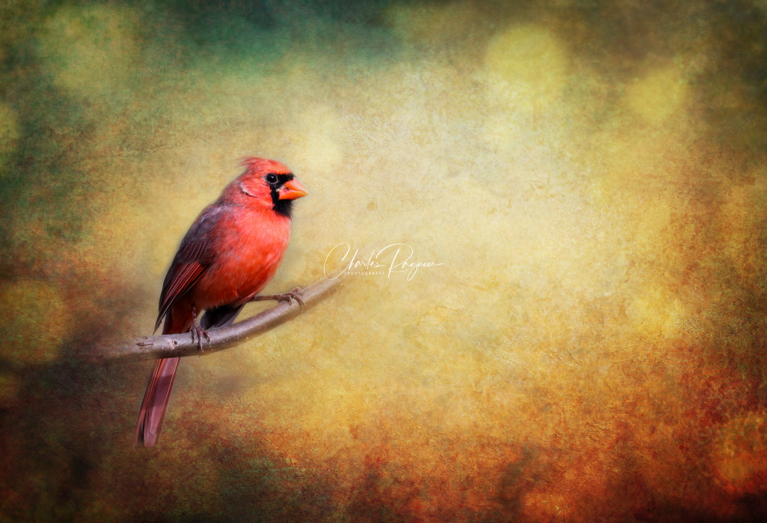 "Red Cardinal Winter Approaching" stock image