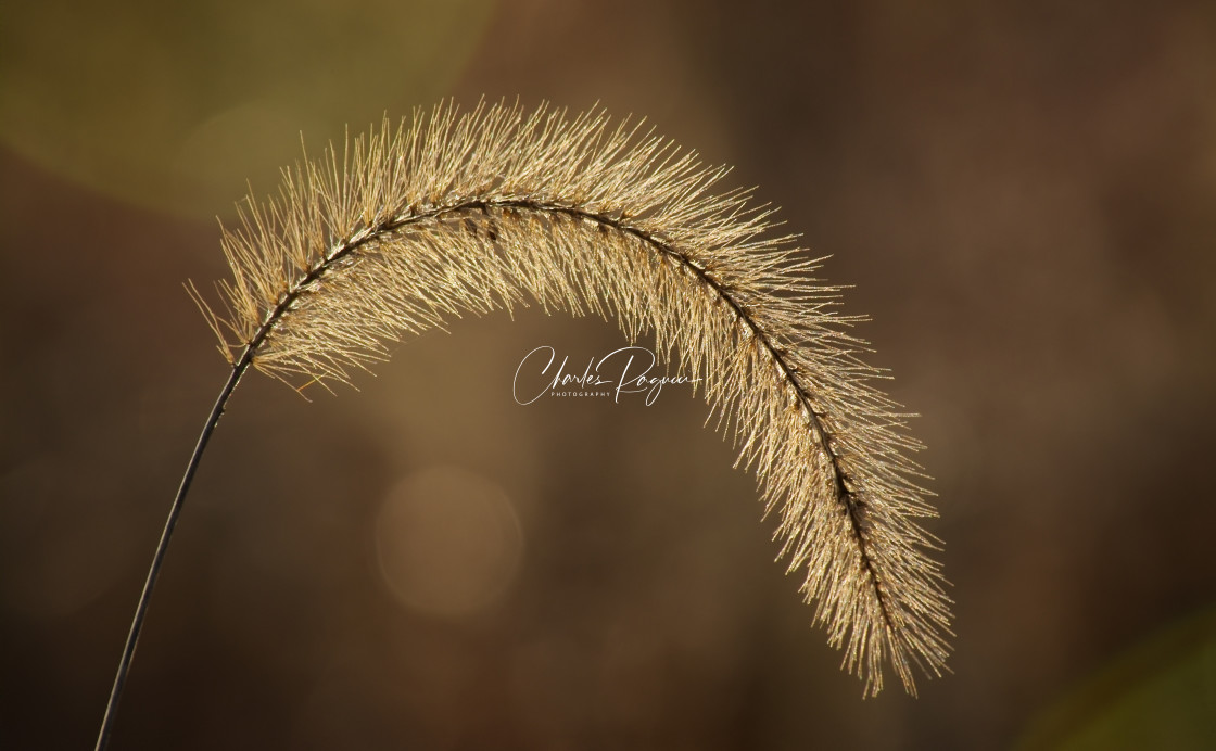 "Beautiful Meadow Grass In Sunlight" stock image