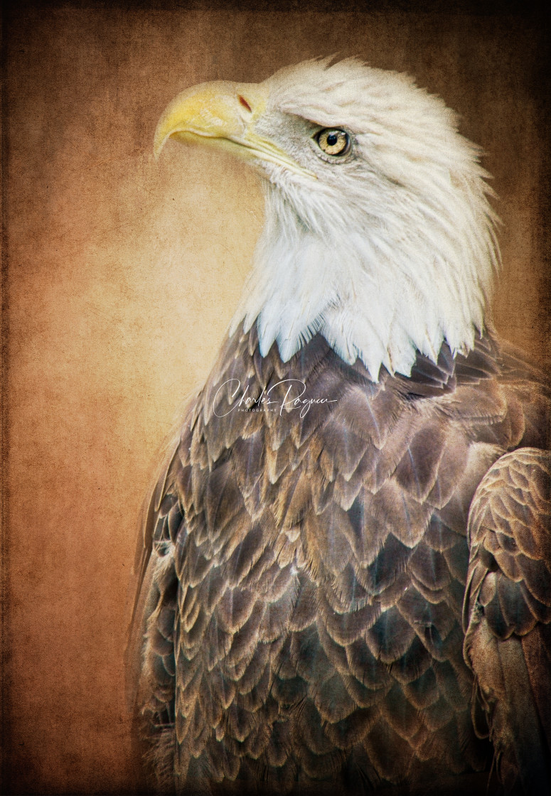 "American Bald Eagle" by Charles Ragucci - $14.75 "American Bald Eagle" stock image
