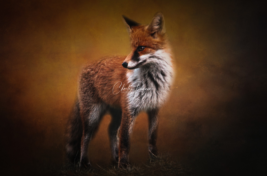 "The Red Fox" by Charles Ragucci - $13.85 "The Red Fox" stock image