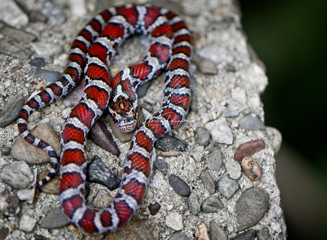 "Northeast Milk Snake - Reptile" stock image