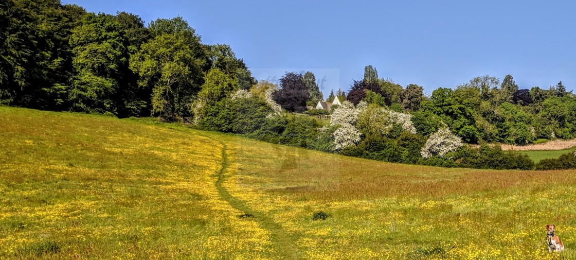 "A Golden Walkway" stock image