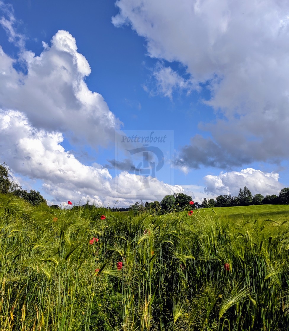 "Poppies, green fields and blue skies" stock image