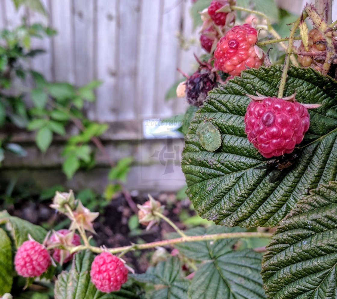 "Wild Raspberries" stock image