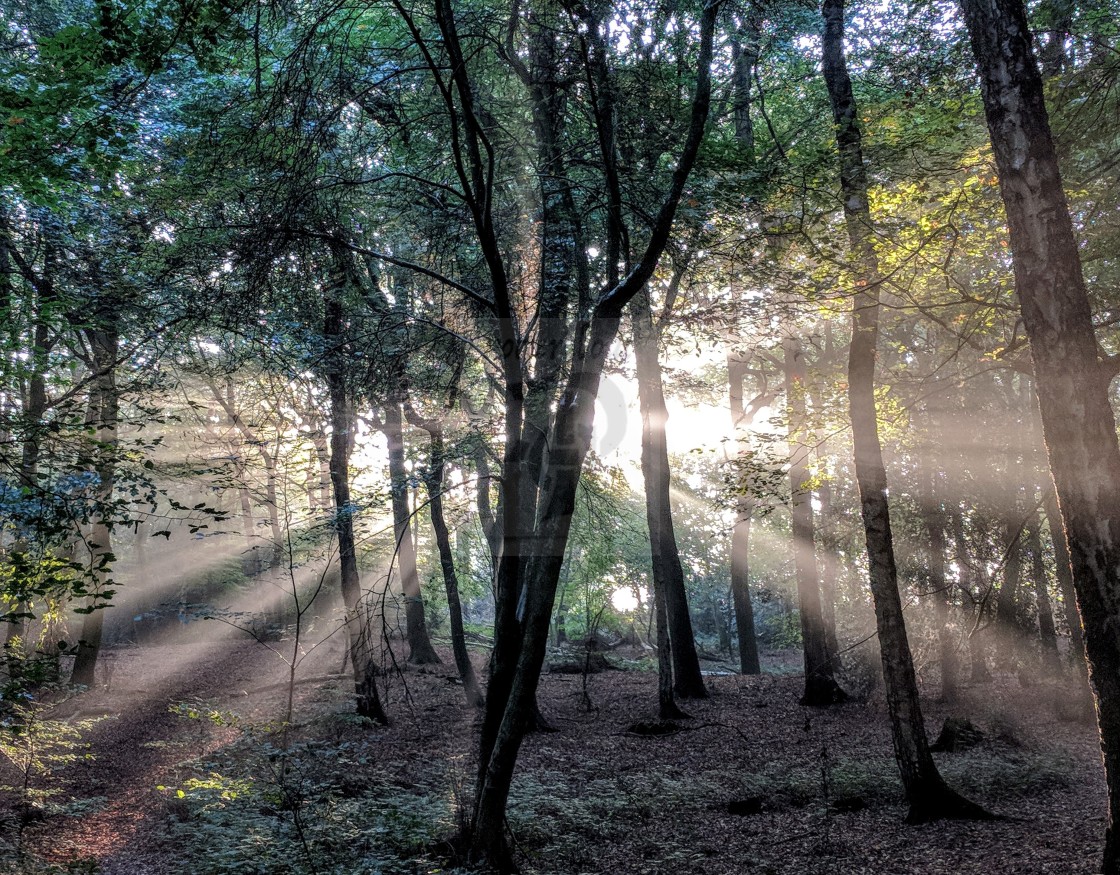 "Rays of sun pouring into the forrest" stock image