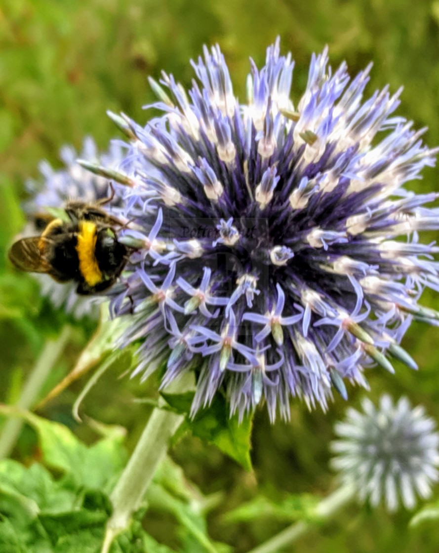 "Thistle and Bumblebee" stock image