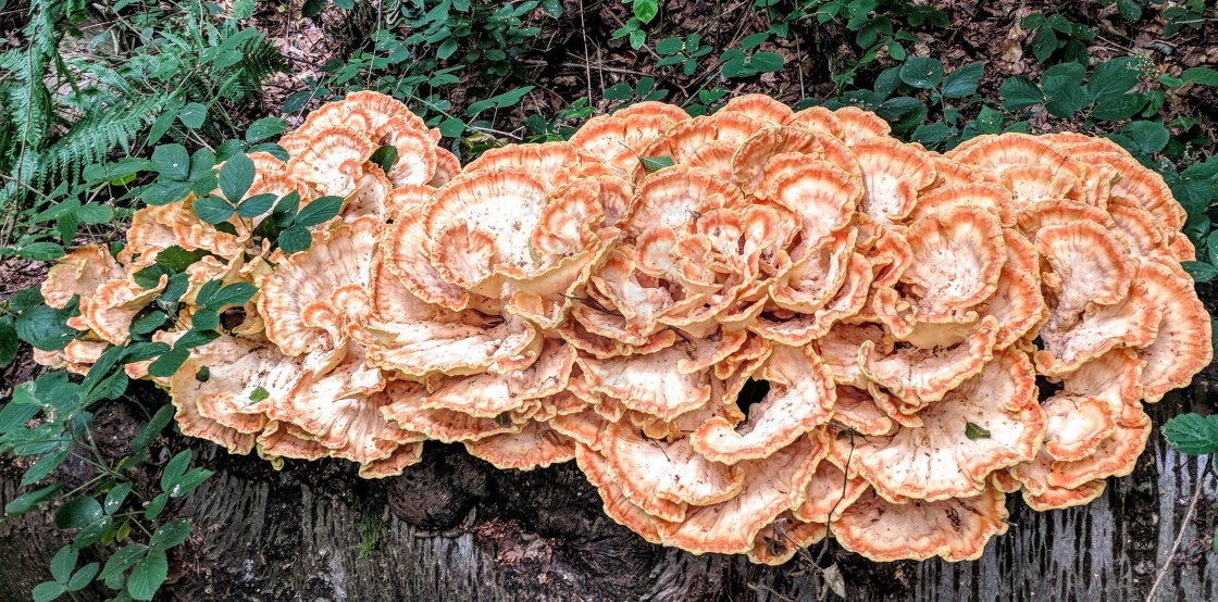 "Laetiporus - Chicken of the Woods" stock image