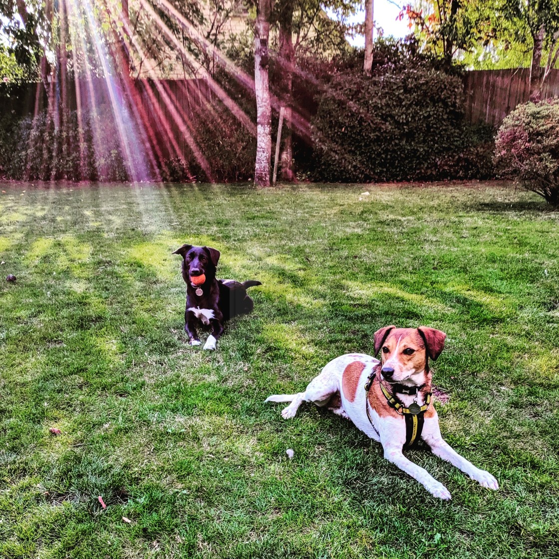 "A Collie and a Terrier" stock image