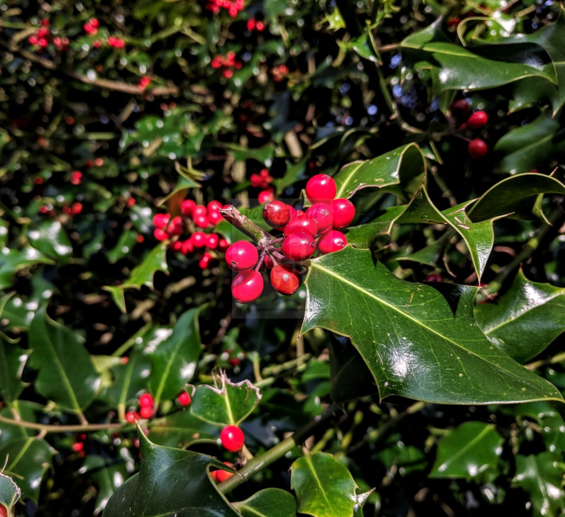 "Holly Berries" stock image