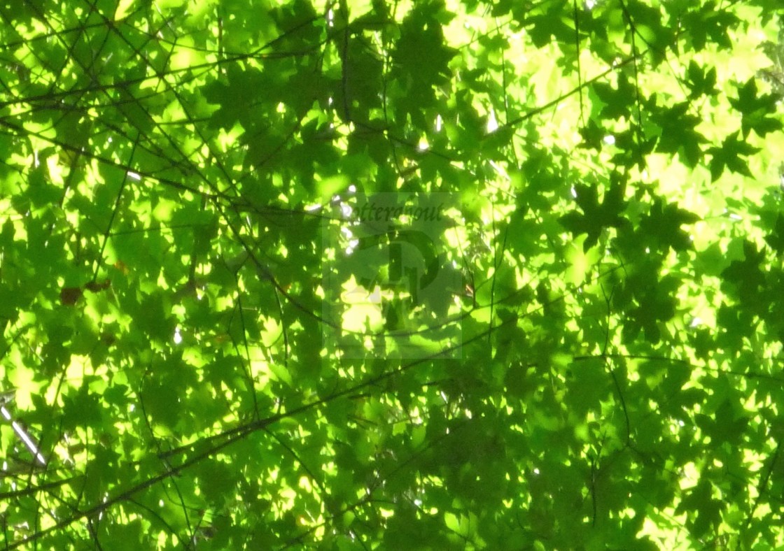 "Forrest Leaves in the Sun" stock image