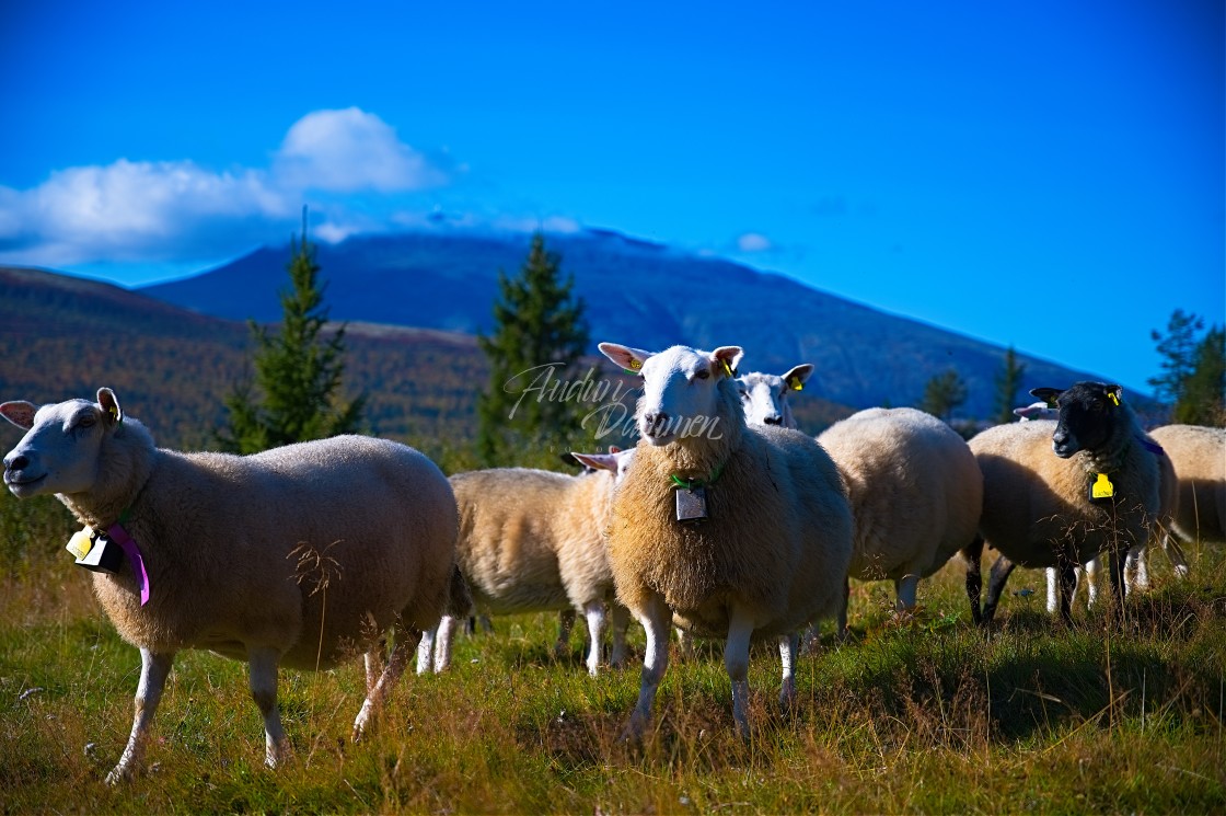 "Multiple sheep in front of mountain" stock image