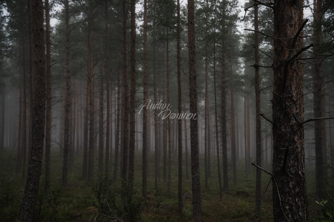 "Foggy forest" stock image