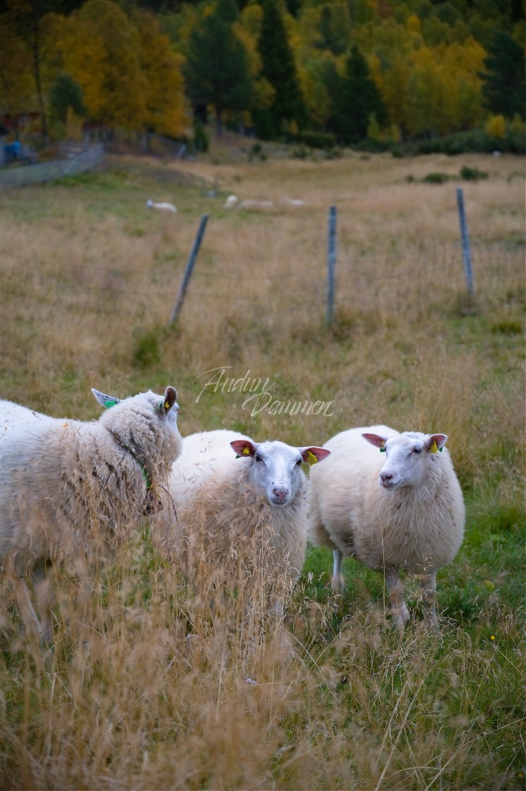 "Three sheep" stock image