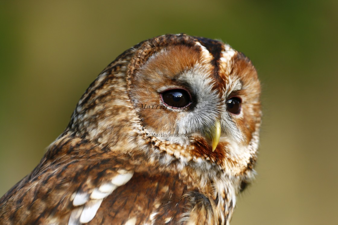 "Tawny Owl" stock image