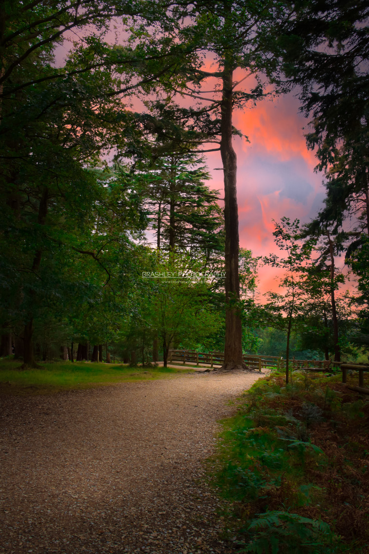 "New Forest" by Brashley Photography - $18.06 "New Forest" stock image