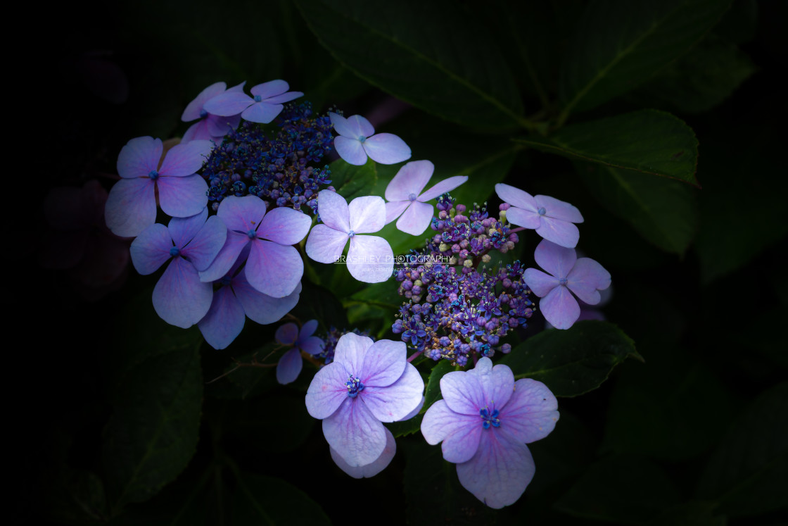 "Blue Hydrangea from Exbury" by Brashley Photography - $18.06 "Blue Hydrangea from Exbury" stock image