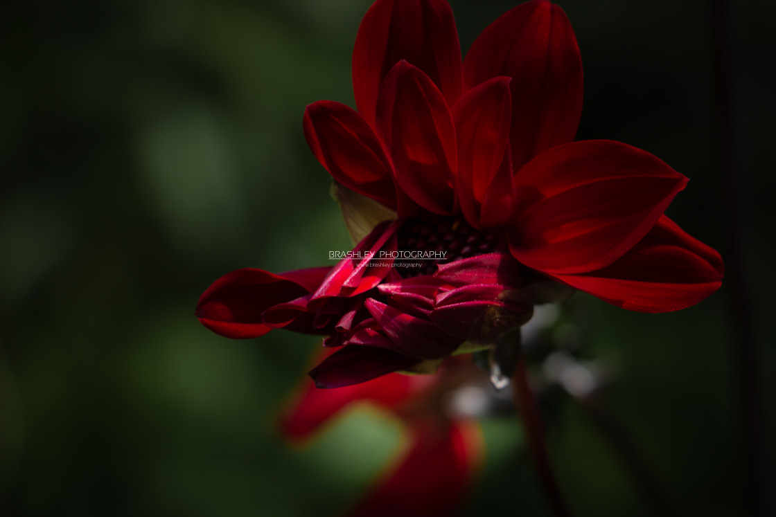 "Red Flower" by Brashley Photography - $18.06 "Red Flower" stock image