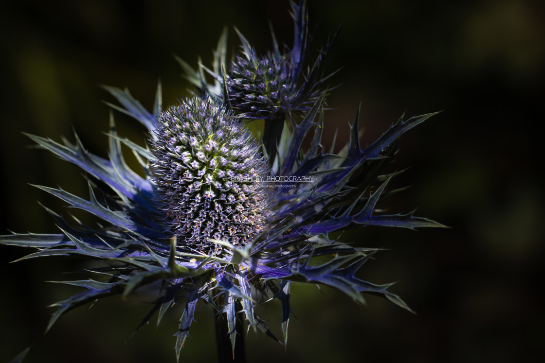 "Flower from The Salutation" by Brashley Photography - $18.06 "Flower from The Salutation" stock image