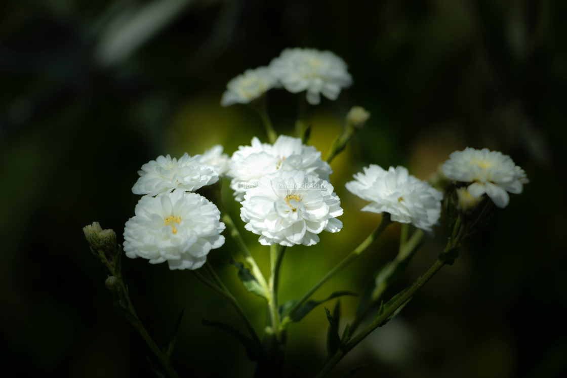 "White Flowers" stock image