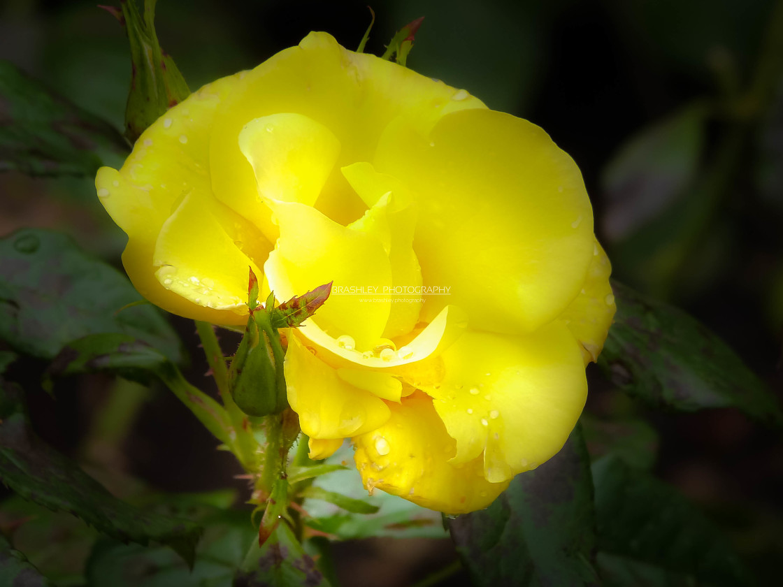 "Yellow Rose of Chartwell" by Brashley Photography - £14.50 "Yellow Rose of Chartwell" stock image