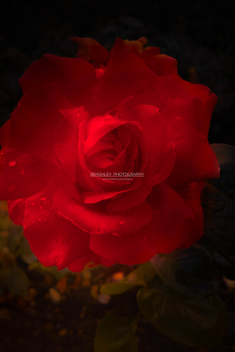 "Rose of Nestell" by Brashley Photography - £14.50 "Rose of Nestell" stock image