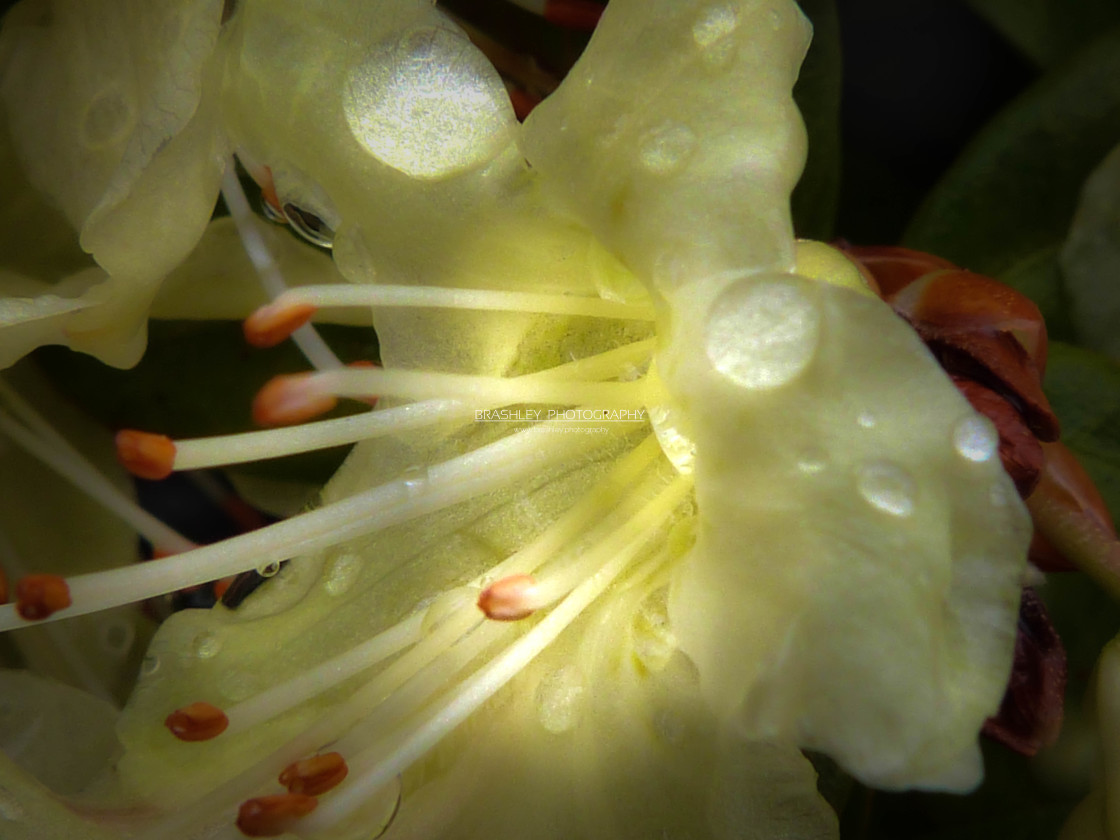 "Rhododendron" by Brashley Photography - £14.50 "Rhododendron" stock image