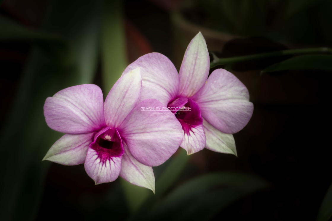 "Orchids" by Brashley Photography - $17.67 "Orchids" stock image
