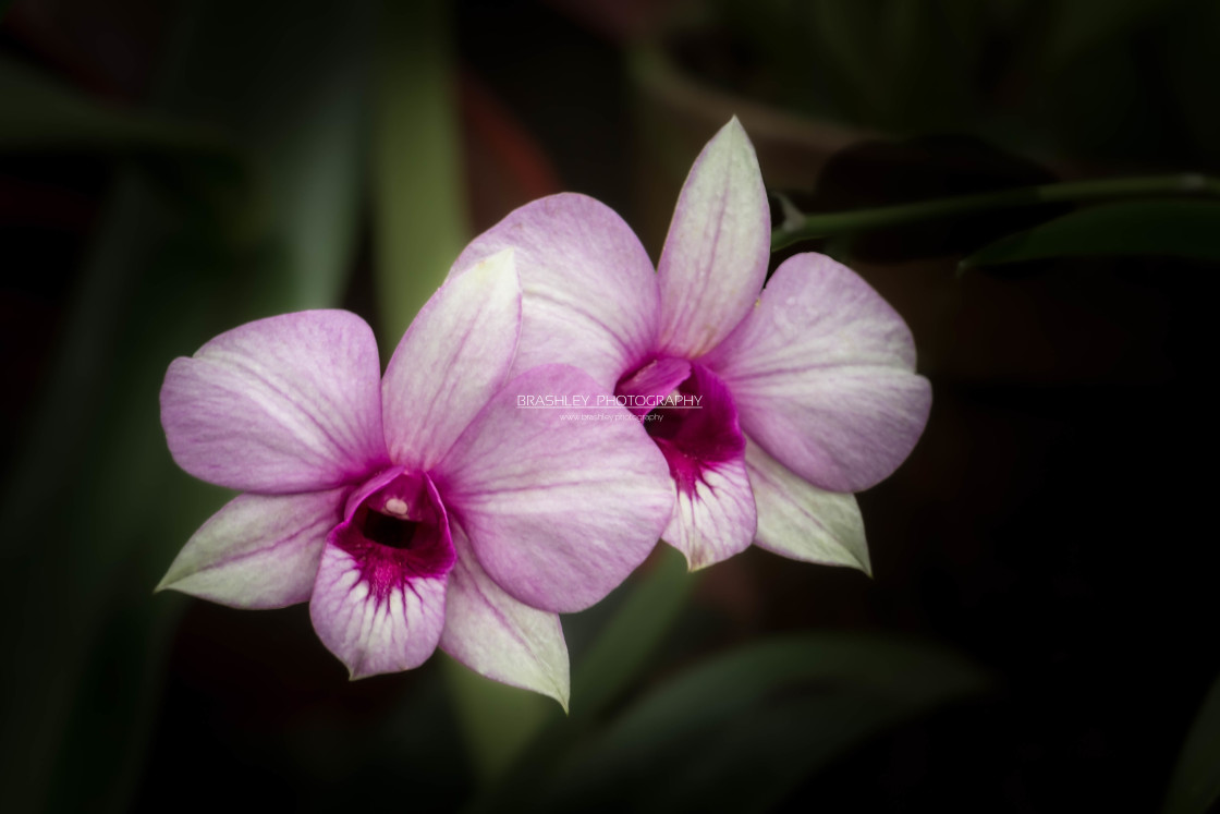 "Orchids" stock image