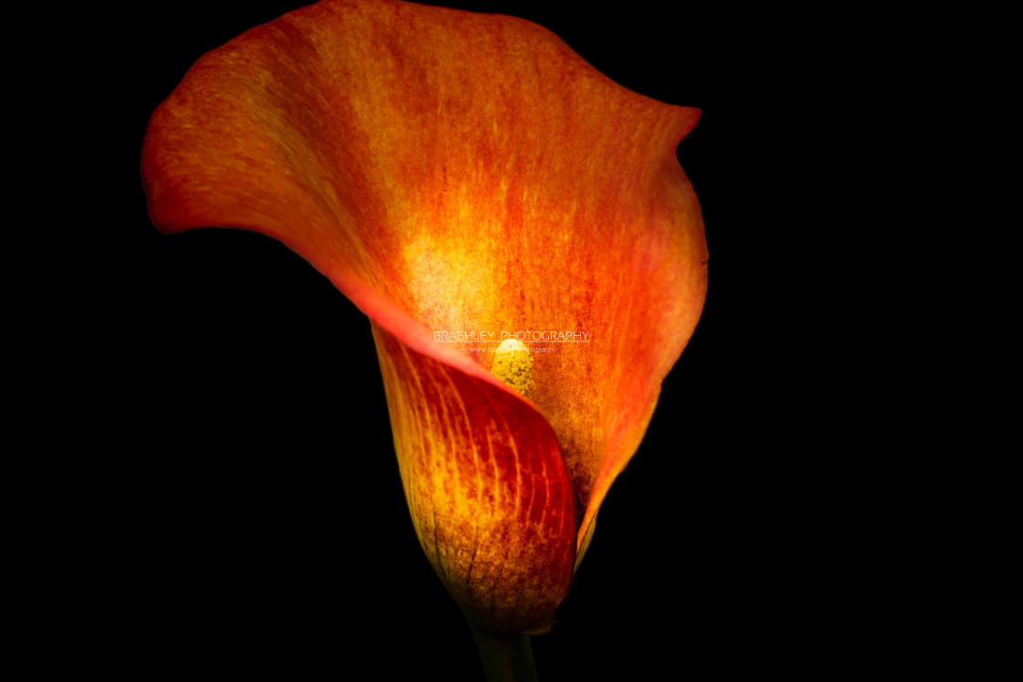 "Calla Lily" stock image