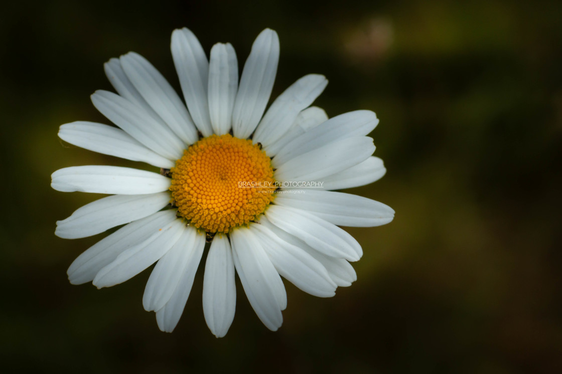 "Daisy" stock image