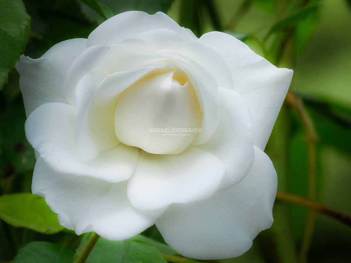 "White Gardenia" stock image