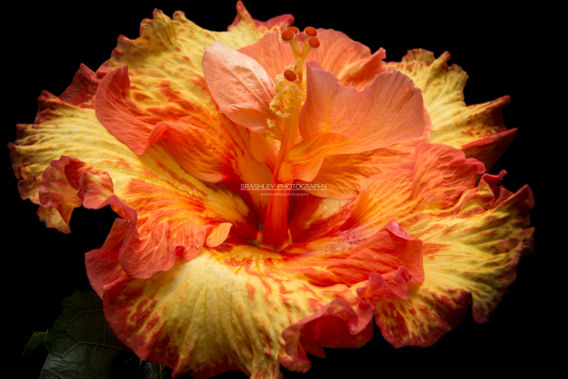 "Hibiscus" stock image