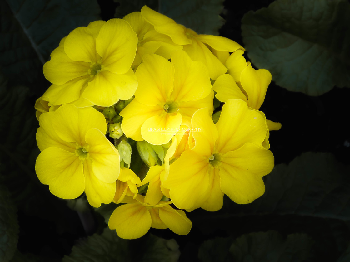 "Primroses" stock image