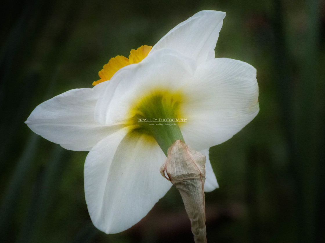 "Narcissus Avalanche" stock image