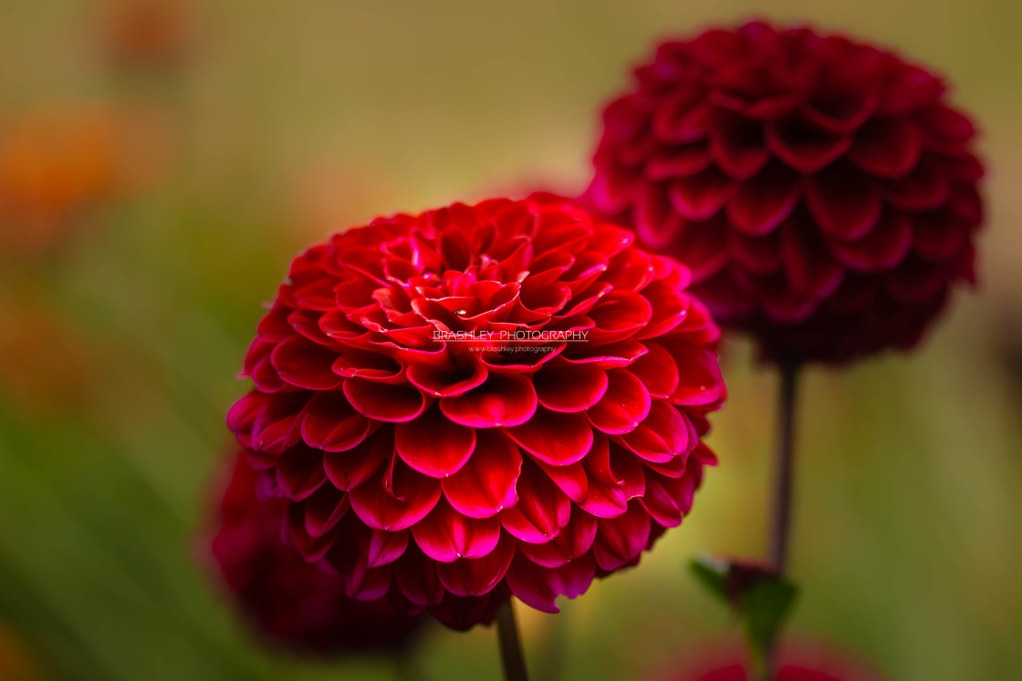 "Pom Pom Dahlia" stock image