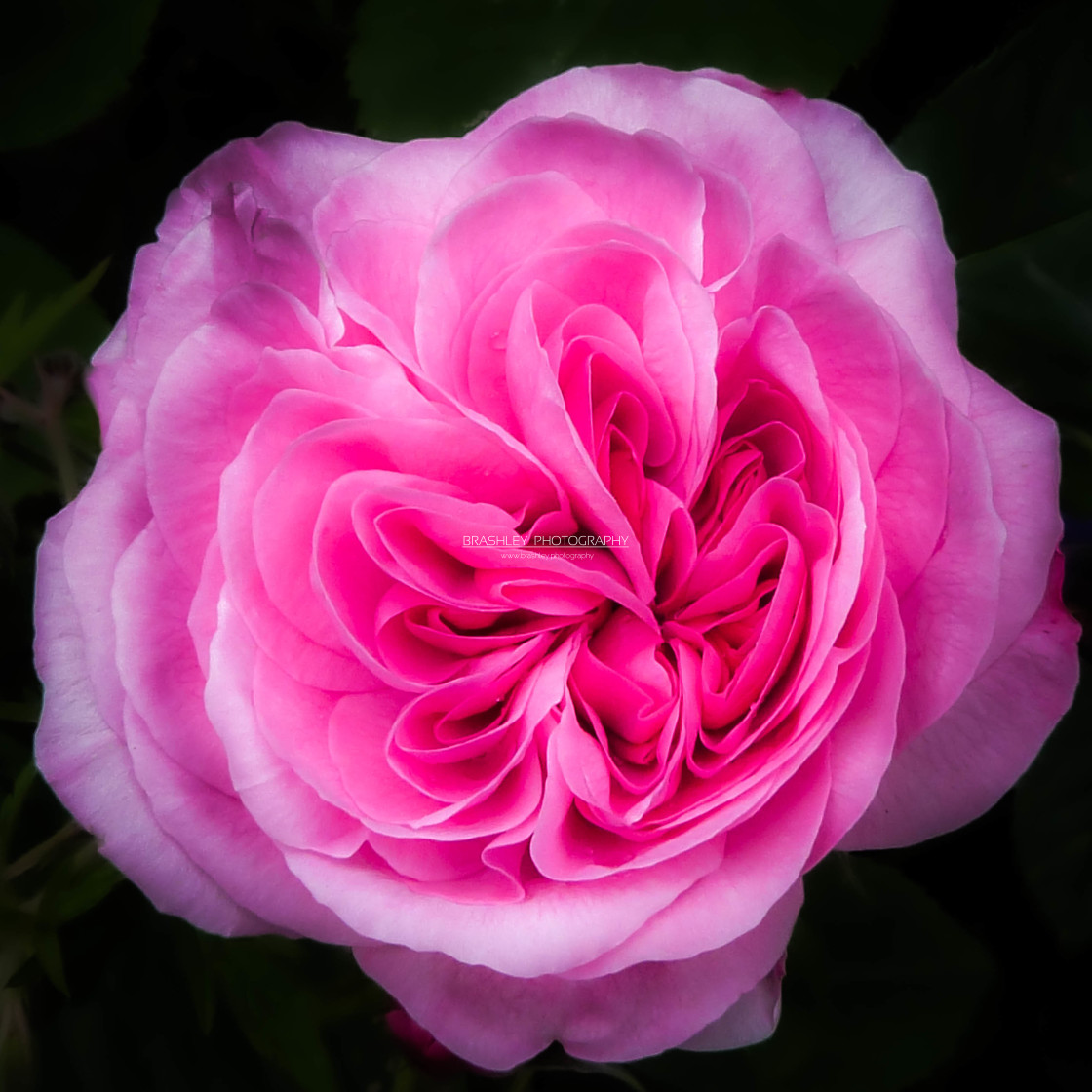 "Pink Rose" stock image