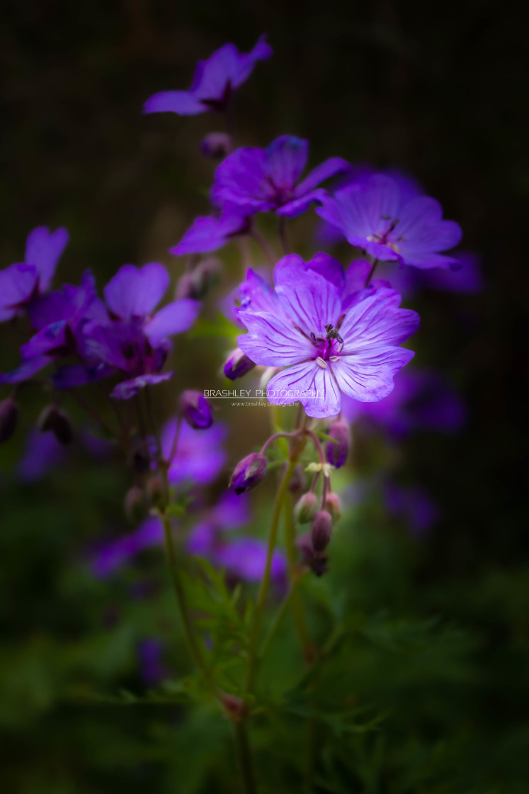 "Mauve Geraniums" stock image