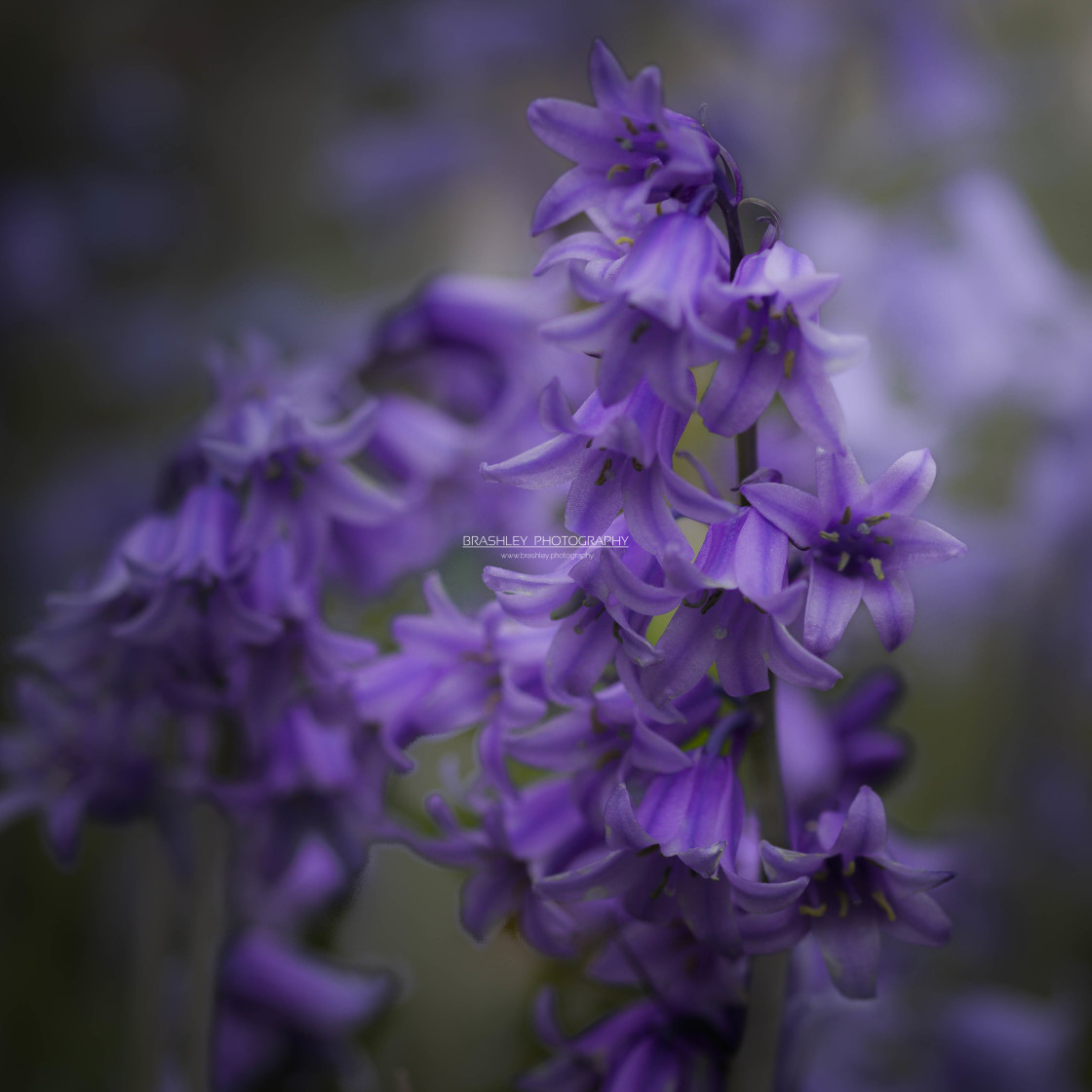 "Bluebells" stock image