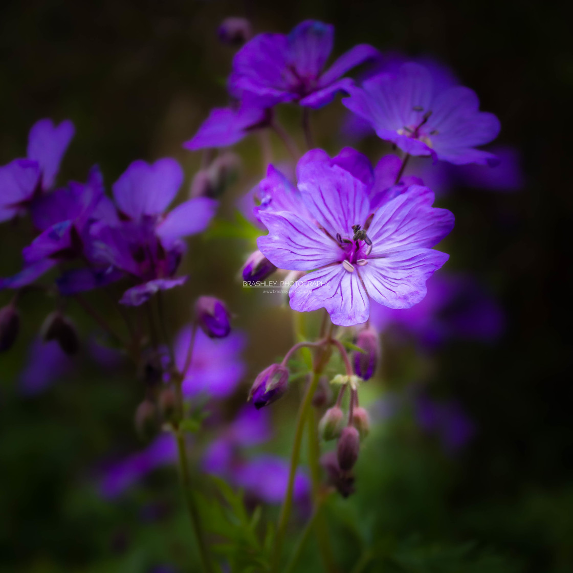 "Mauve Geraniums" stock image