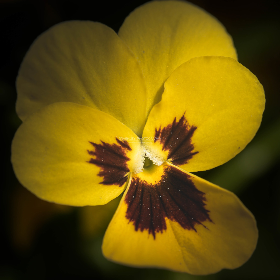 "Yellow viola flower" stock image