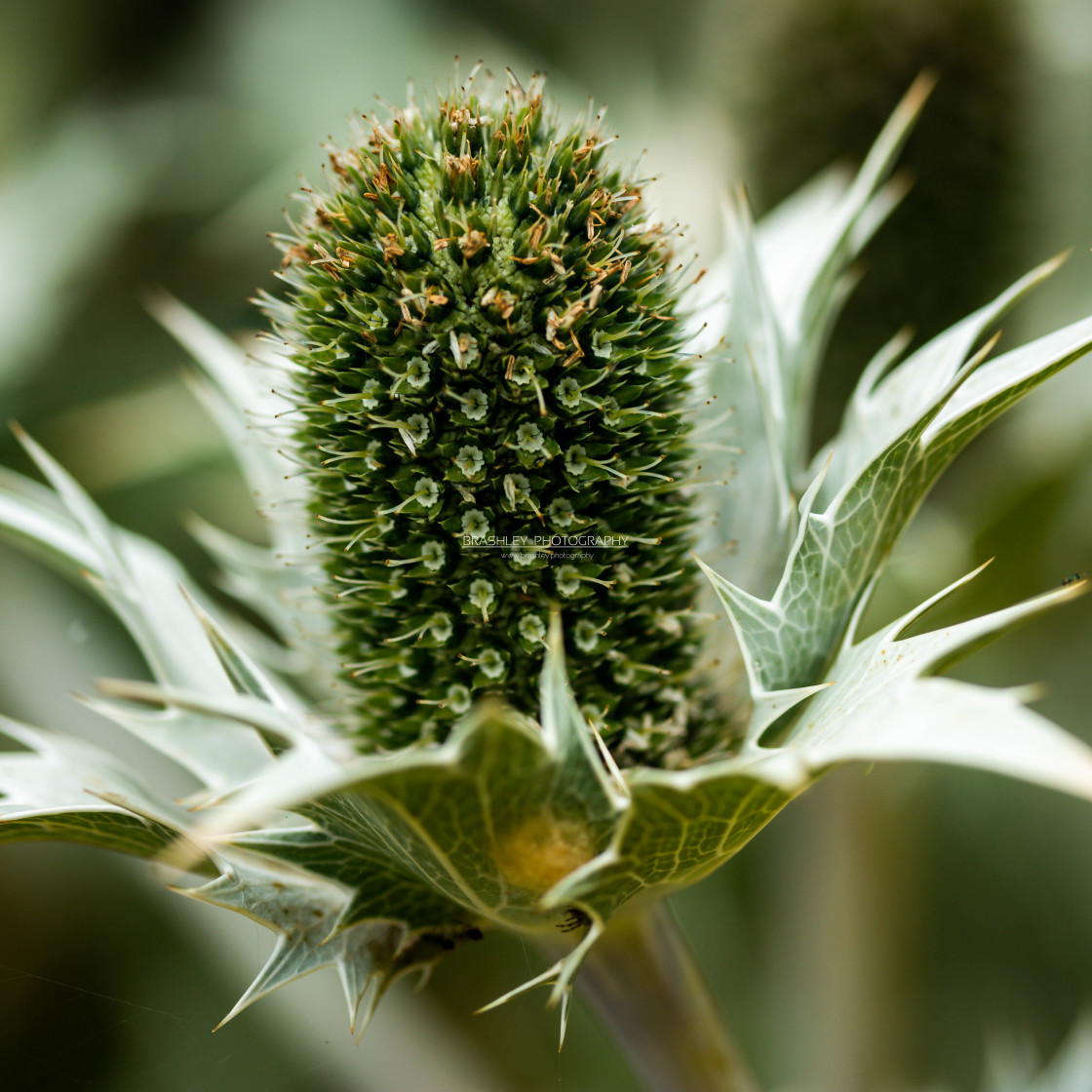 "Eryngium giganteum" stock image