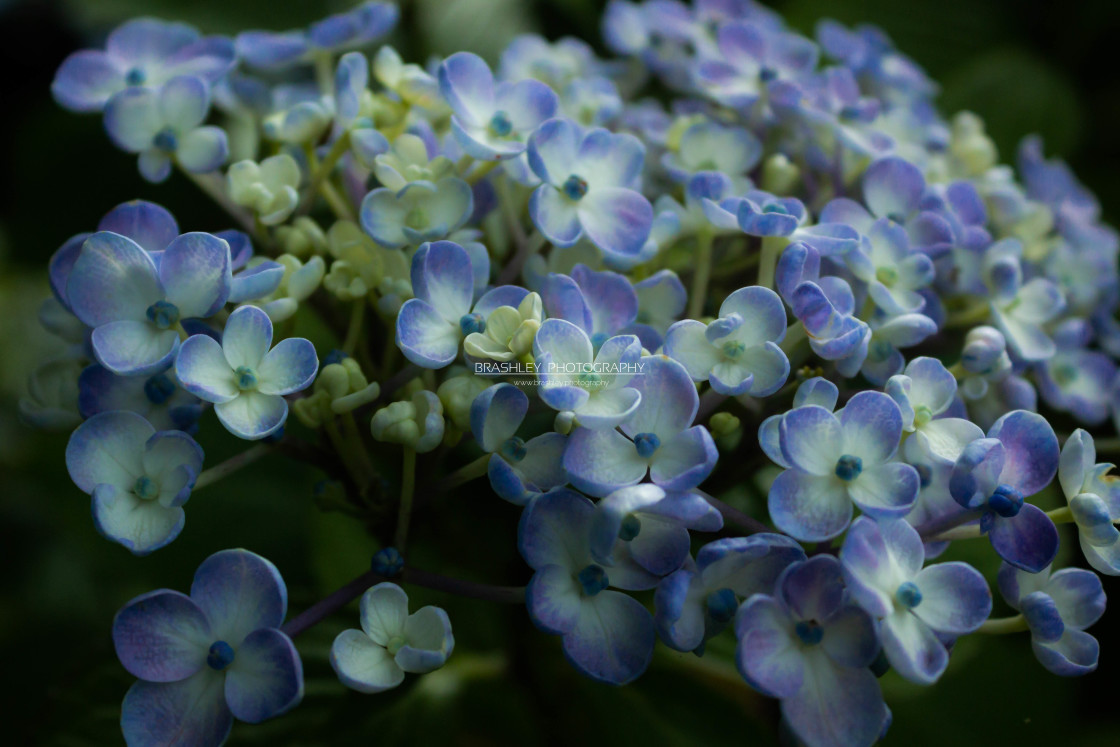 "Hydrangea" stock image